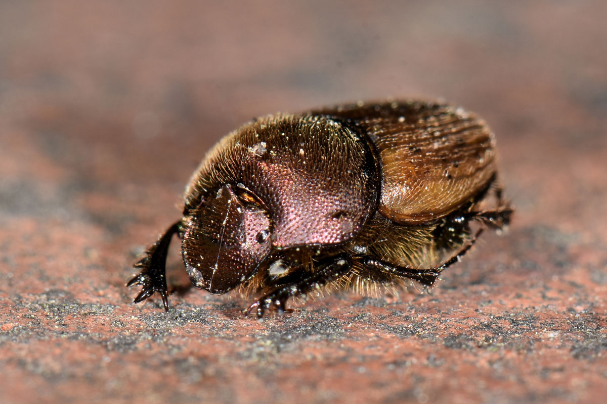 Scarabaeidae: Onthophagus coenobita? Si.